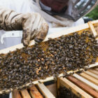 A person holds a slot of honeycomb with bees.